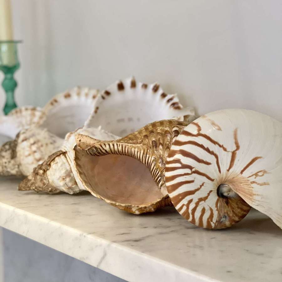 Vintage large Conch and Nautilus seashell collection